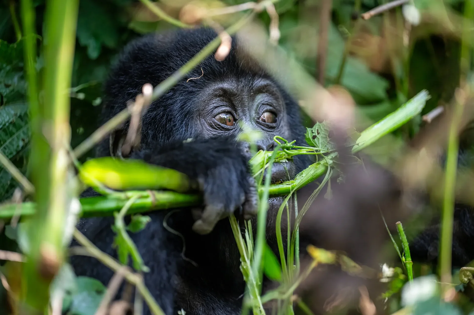 GorillaTrackingBwindi3scaled.jpg
