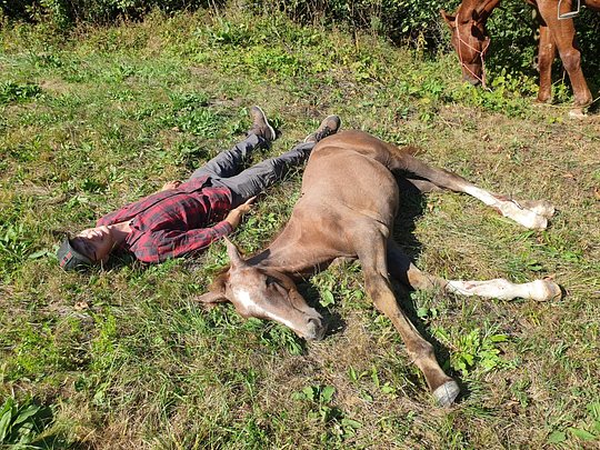 Meditation with Horses