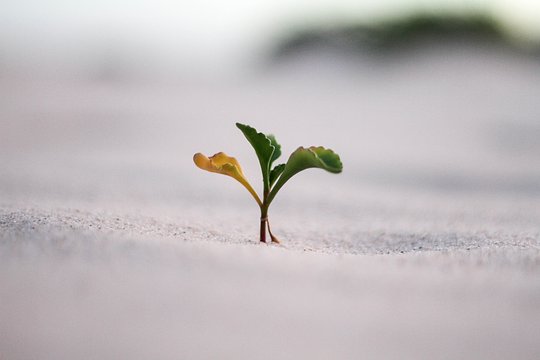 Personal Growth