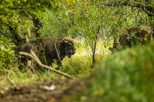 Bison Tracking