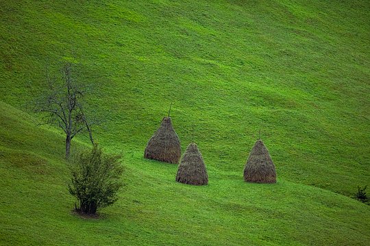 Learning with the seasons V - hay making and the sharing economy