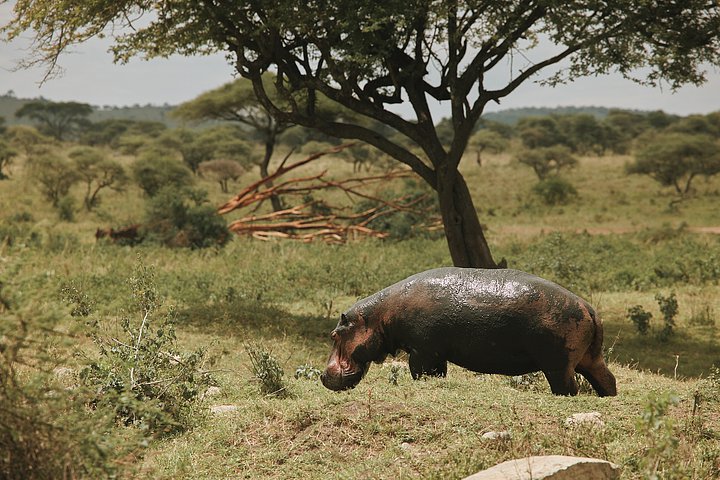 HR_TANZANIA_ZAHIJOURNEYS_2024_957